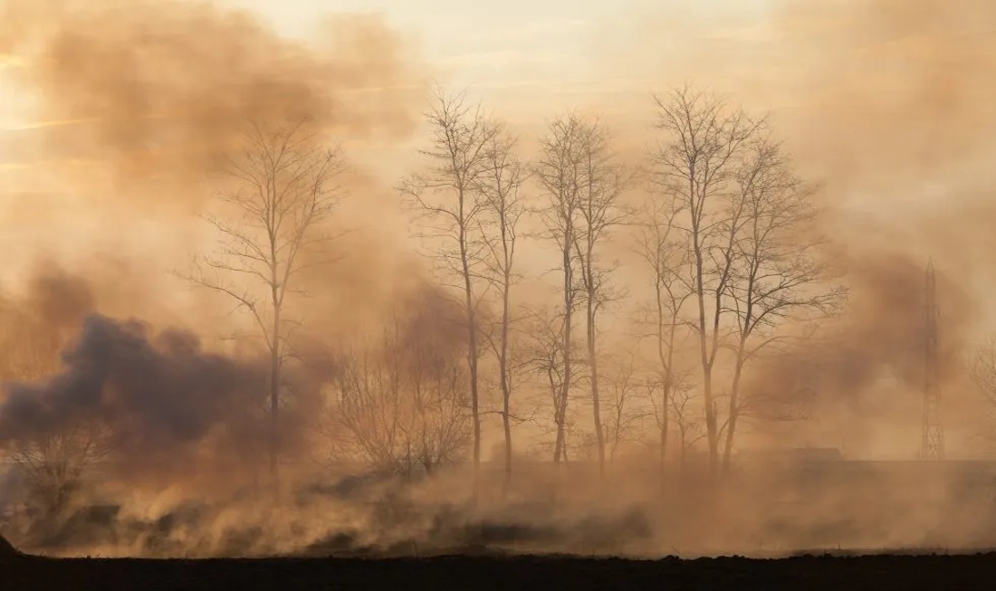 Leafless trees stand amid thick, rising wildfire smoke, obscuring the Northern California landscape during sunset or sunrise.